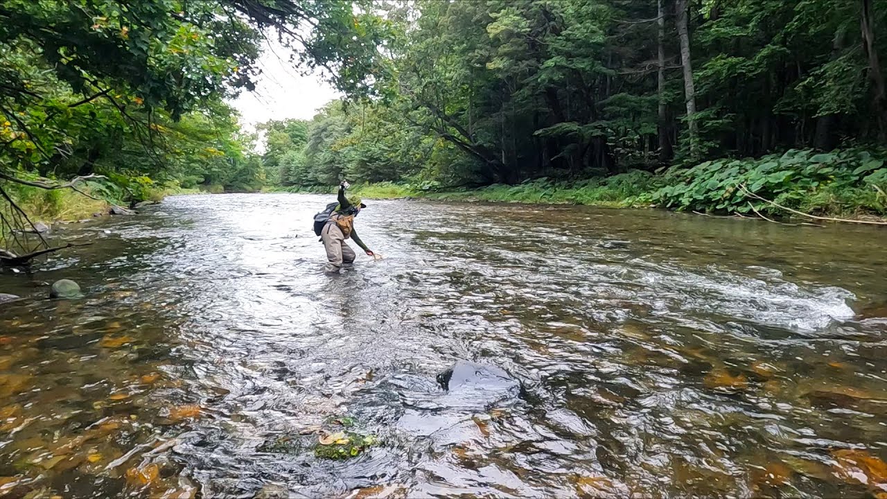 雨の水量が落ち着いた本流でのニジマス釣行