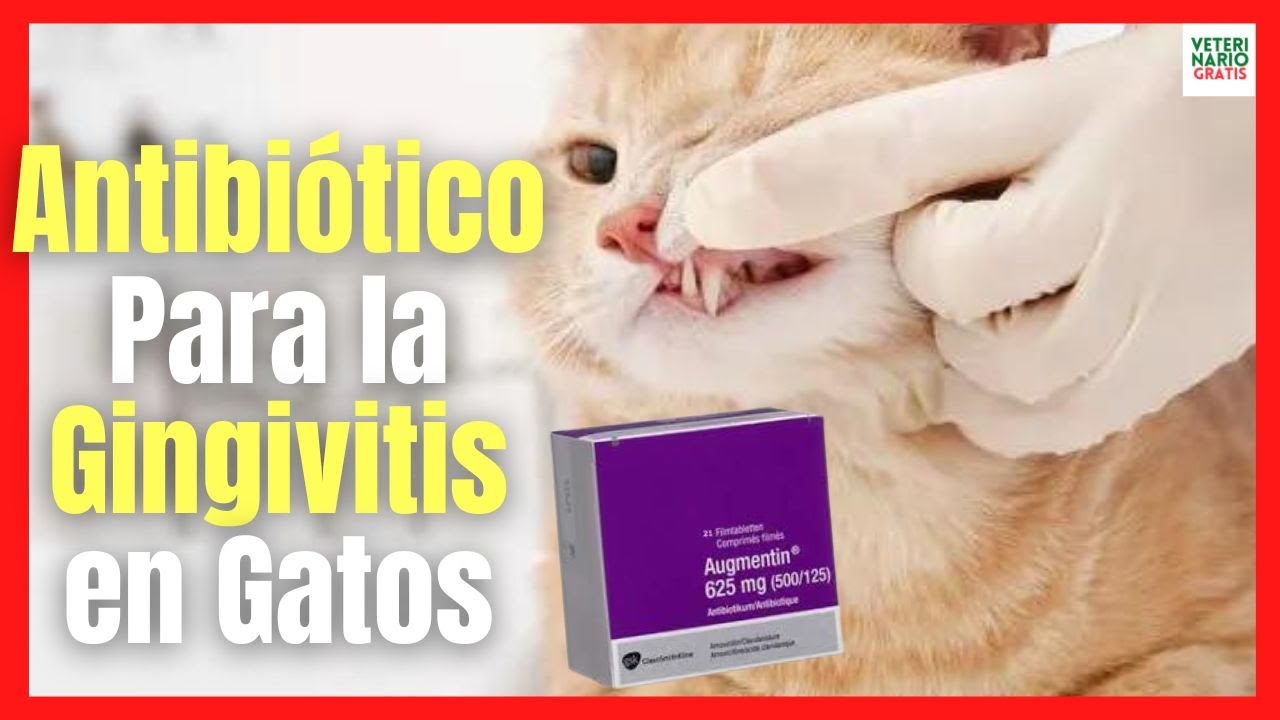 MEDICAMENTOS  ANTIBIÓTICO Y CORTICOIDES PARA EL TRATAMIENTO DE LA GINGIVITIS EN GATOS