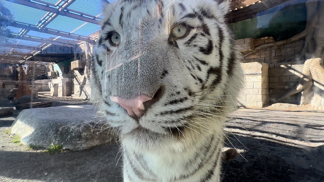 ガラスに近付いて、いつものライオン観察かなハクくん😊　12月18日 東武動物公園　ホワイトタイガー