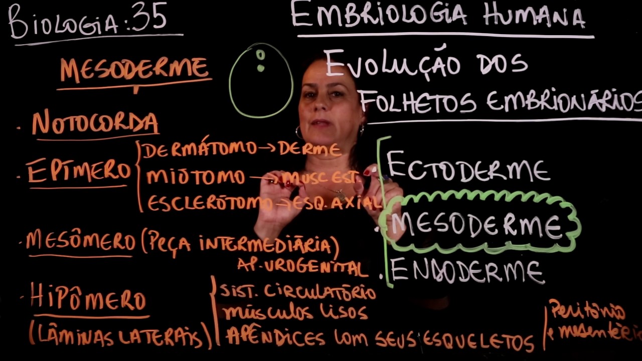 Aula 35 EMBRIOLOGIA HUMANA parte 7 (evolução dos folhetos embrionários) - Aulas ENEM