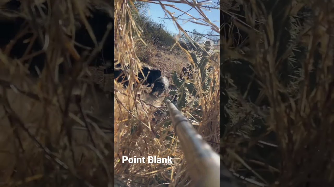 They were so close I could smell em #hunting #wildlife #blowgun # #archery