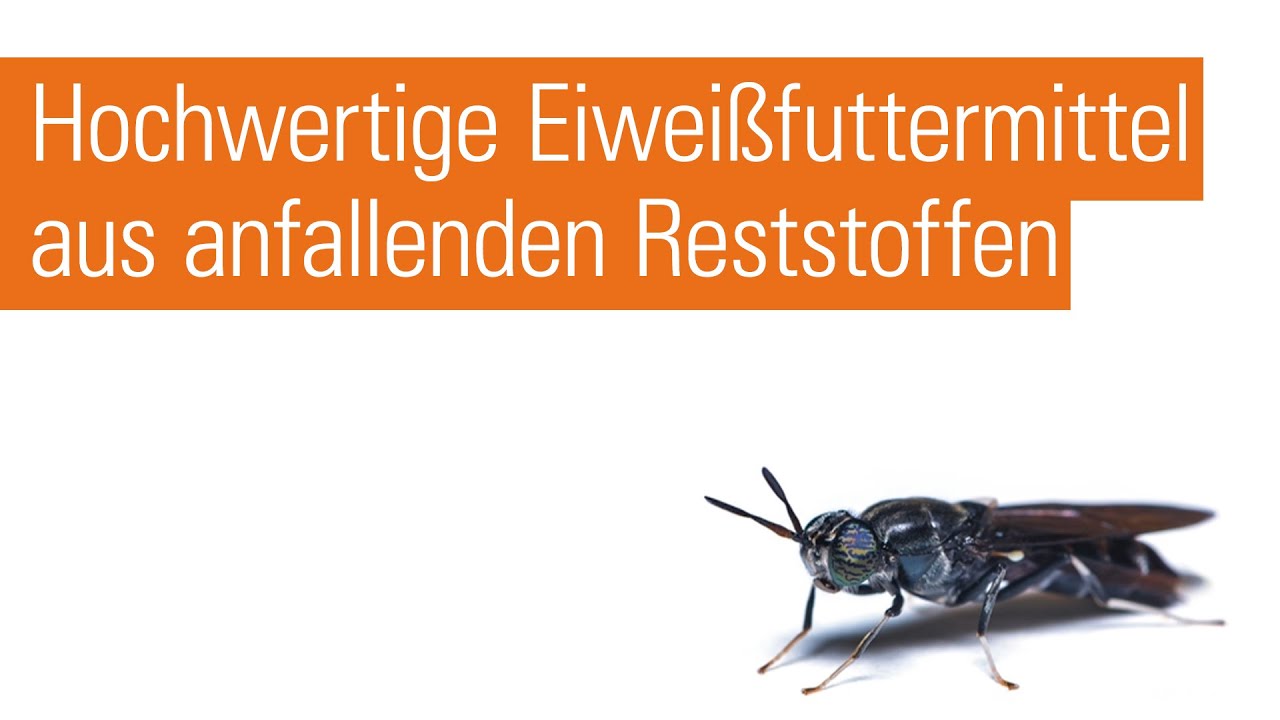 Better Insect Solutions | Komplette Insektenzuchtfarmen