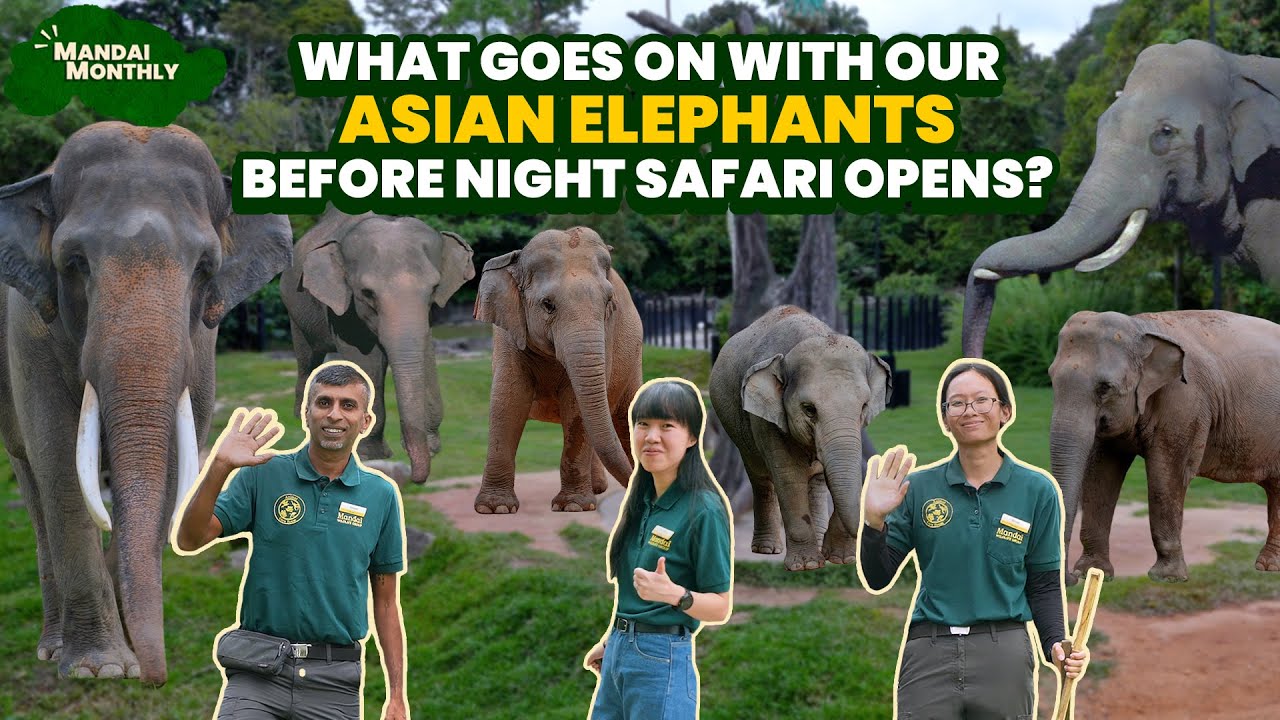 Mandai Monthly - What goes on with our Asian elephants before Night Safari opens?