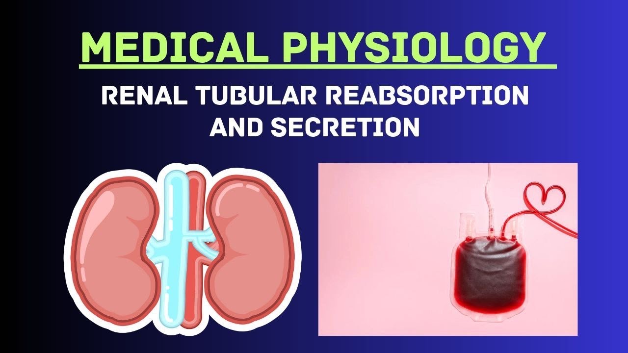 Guyton and Hall Physiology | Chapter 28 | Renal Tubular Reabsorption and Secretion