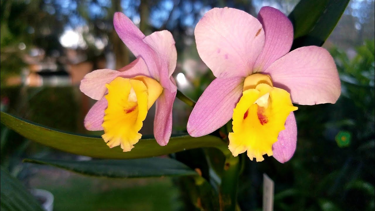 Orquídeas: Cambios de Clima en todo El Mundo ║Orquídeas en el mundo