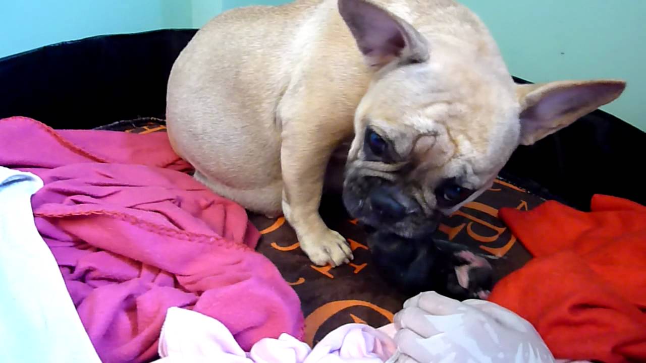 PARTO BULLDOG FRANCES FRENCHIE