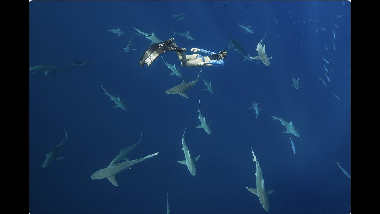 One Ocean Diving Intro 2022