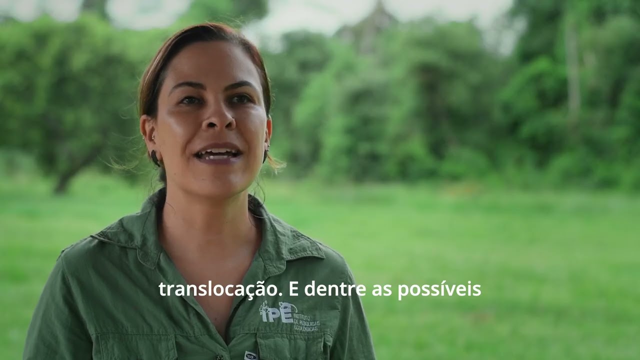 Translocação do Mico leão preto