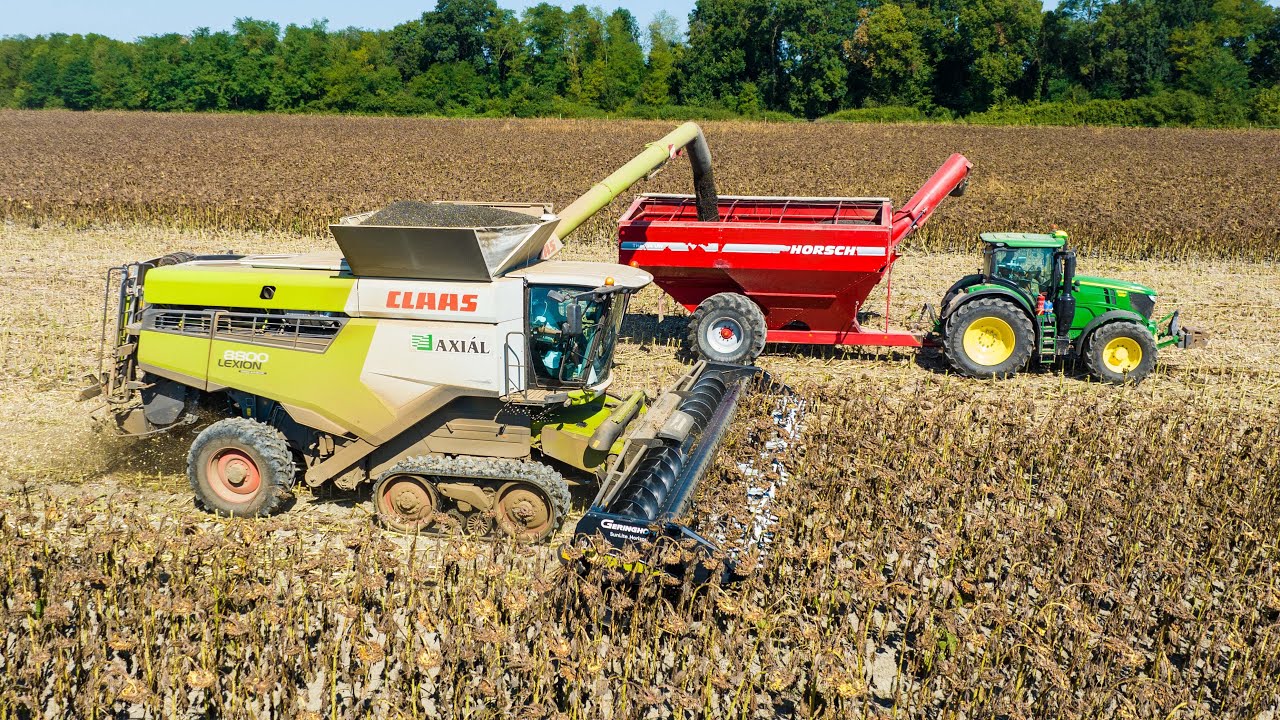 Napraforgó aratás 🌻 Claas Lexion 8800 + Geringhoff Sunlite Horizon 30 sorfüggetlen adapter