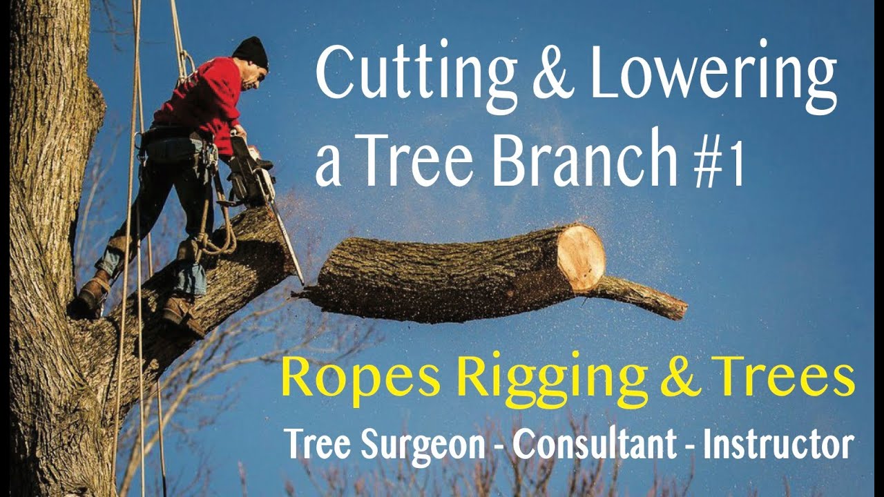 Cutting and Lowering a Tree Branch #14