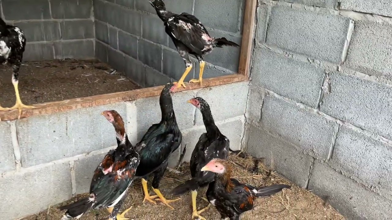 EP.3 ฟาร์มอนุรักษ์และเพาะพันธุ์ไก่เหลืองหางขาวขอนแก่น โสภณฟาร์มไก่เหลืองหางขาว ไก่มงคล ไก่สวยงาม