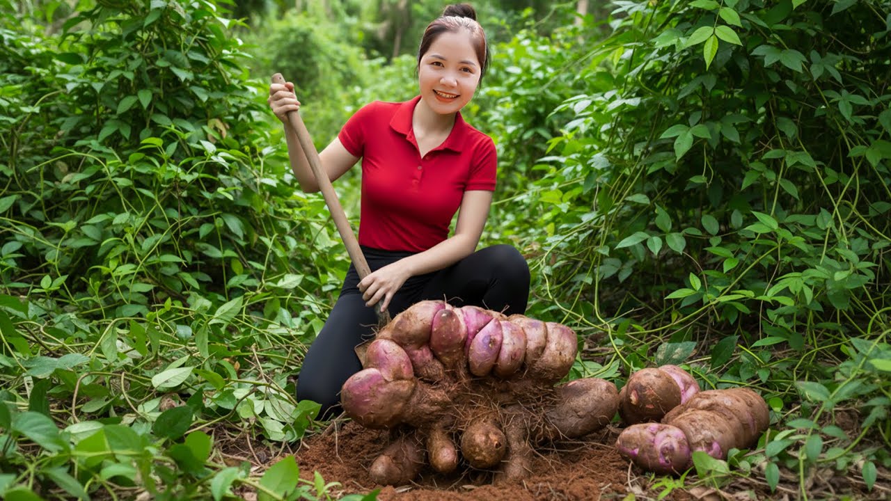 Harvesting 1000+ Giant Yam Root In Deep Forest Goes To Market Sell, Crispy Fried Taro Cake Recipe