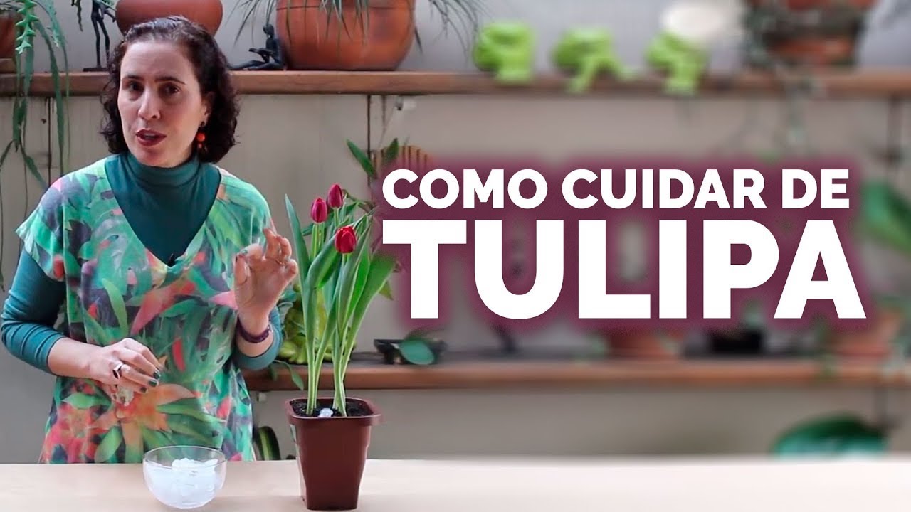 COMO CUIDAR DE TULIPA | Nô Figueiredo
