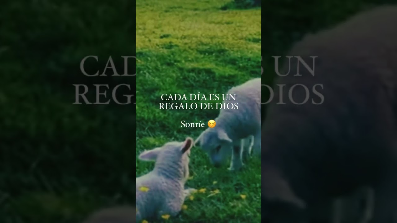 🎶💬☺️consejos para ti #parati #animals #adorable #cuteanimals #consejosdevida