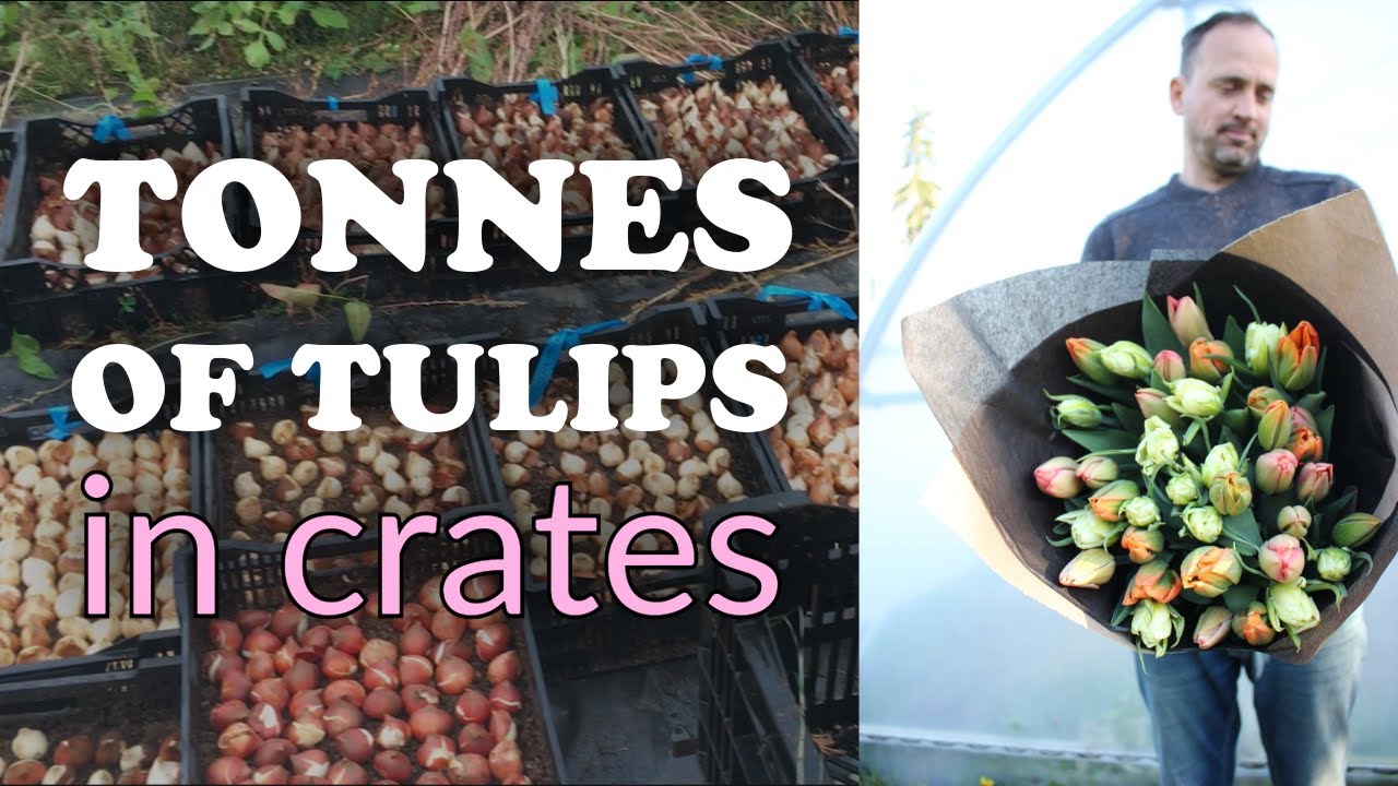 Growing tulips in crates l Are these crowd favourites worth it?