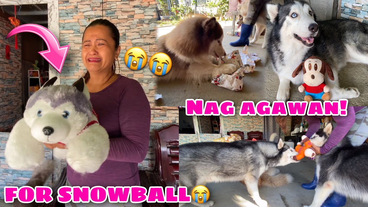 Opening Their Christmas Presents! | GOT ONE FOR SNOWBALL! | Husky Pack TV | Vlogmas 2021