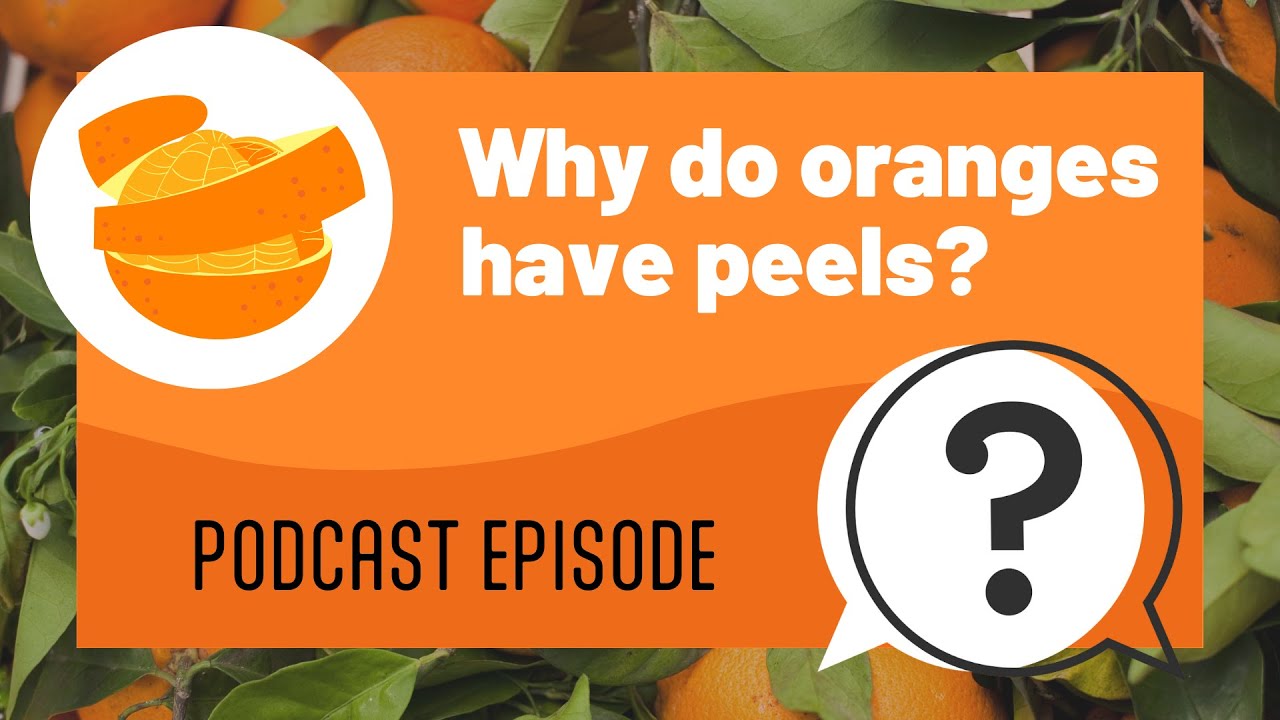 But Why Kids | Why do oranges have peels? | Full Podcast Episode