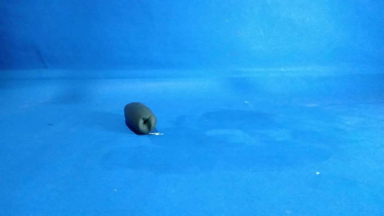 Snake 🐍 #stopmotionanimation
