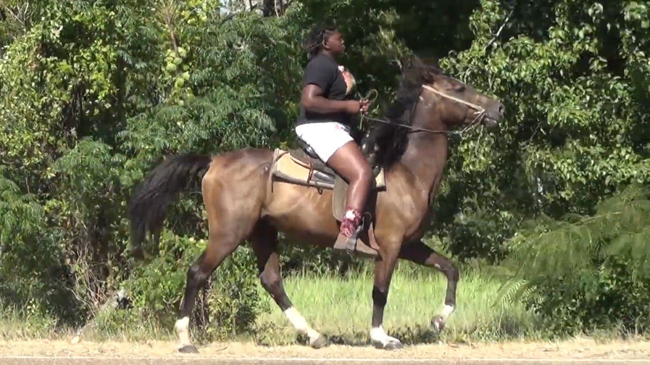 Tennessee Walking Horses (Sister and Brother) at Tollette Arkansas Parade