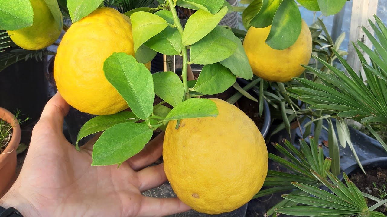 Cytryna Skierniewicka - Pierwsze zbiory. Pomarańcza Citrus Sinensis "Arancio" zakwitła.
