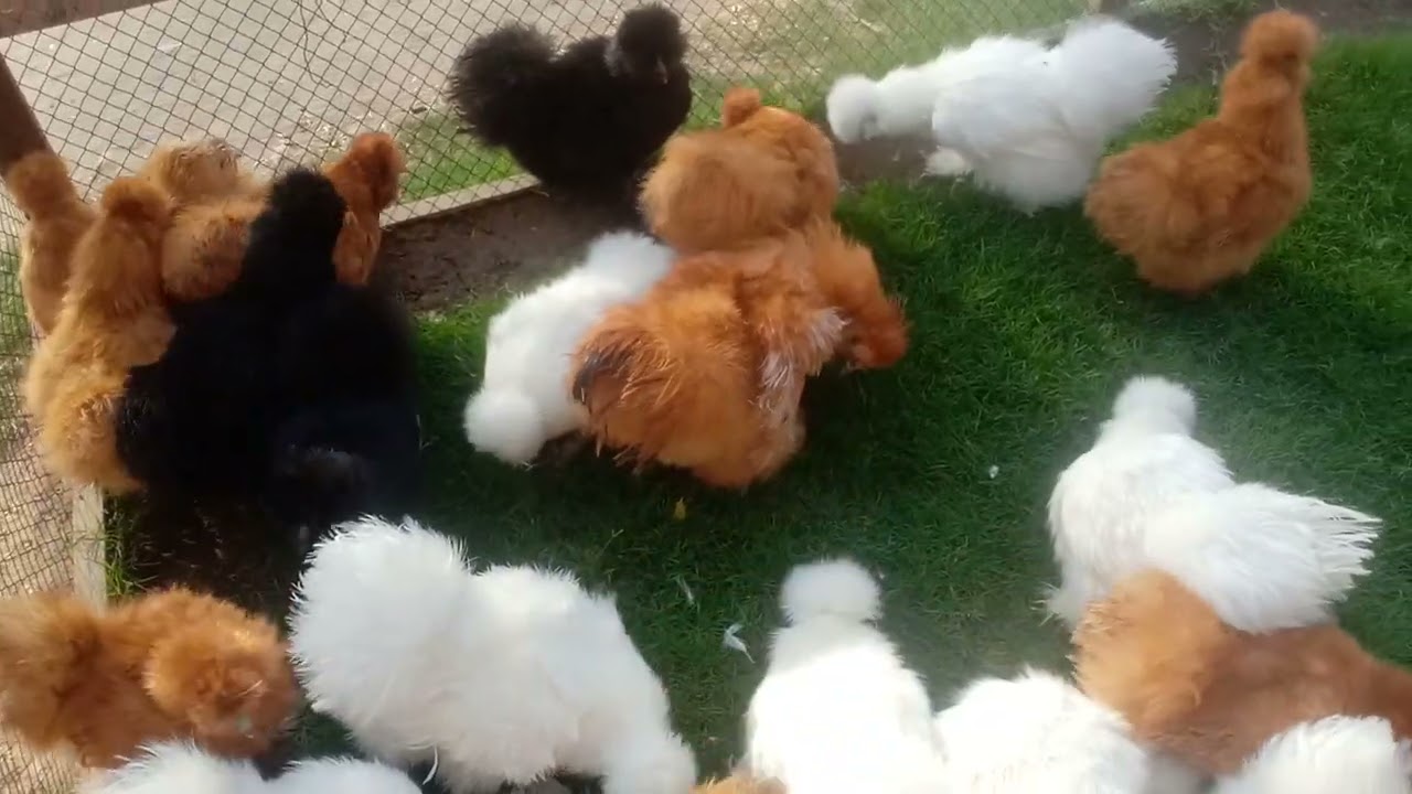 White#silki#amreicn#chickens#play#mouth#rock#amreicn#hariteg#chickens#breed#light#susex#hariteg#hens