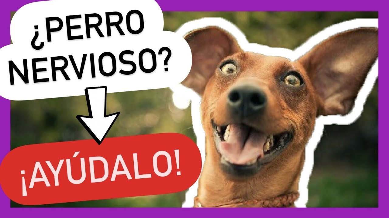 Los 5 MEJORES TIPS para CALMAR a un PERRO NERVIOSO 💚 [💯% FUNCIONAL]