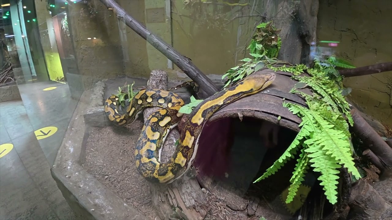 REPTILIA WHITBY