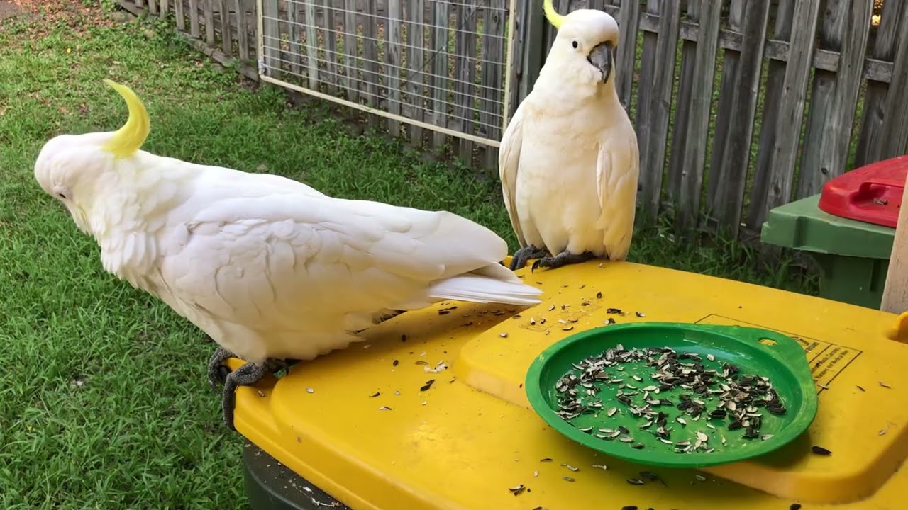 Cockatoos and galahs eating キバタンとモモイロインコの食事風景