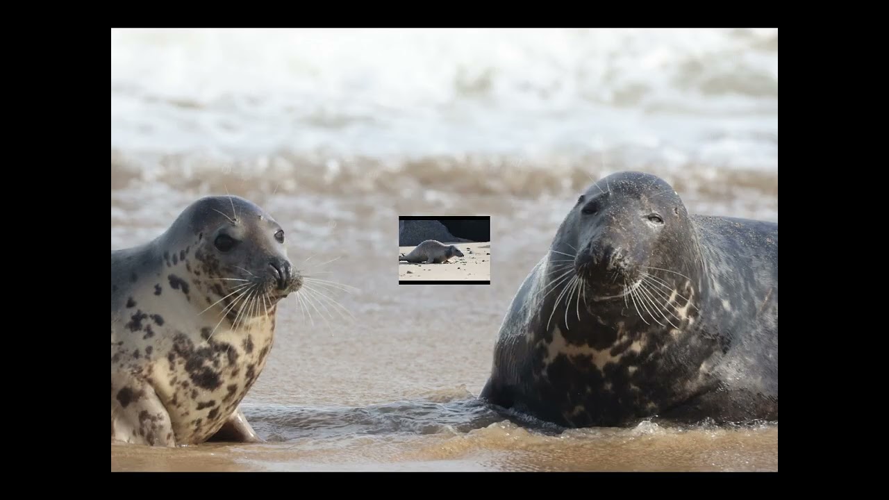 horseyseals25