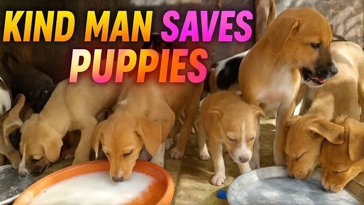 💔 Hungry Street Puppies Crying for Food 🐶 | Kind Man Feeds & Rescues Homeless Puppies ❤️