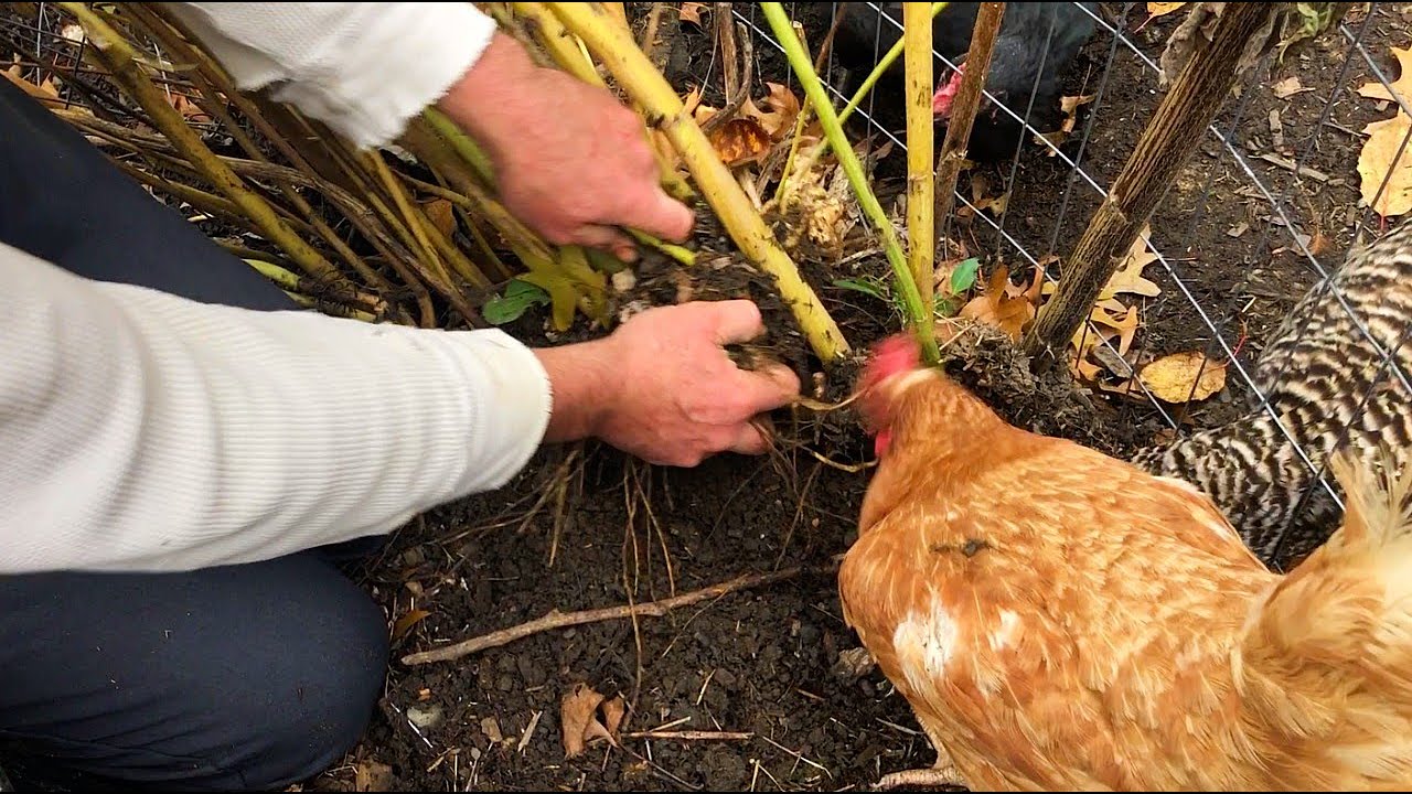 Sunchokes - Incredibly Productive perennial food