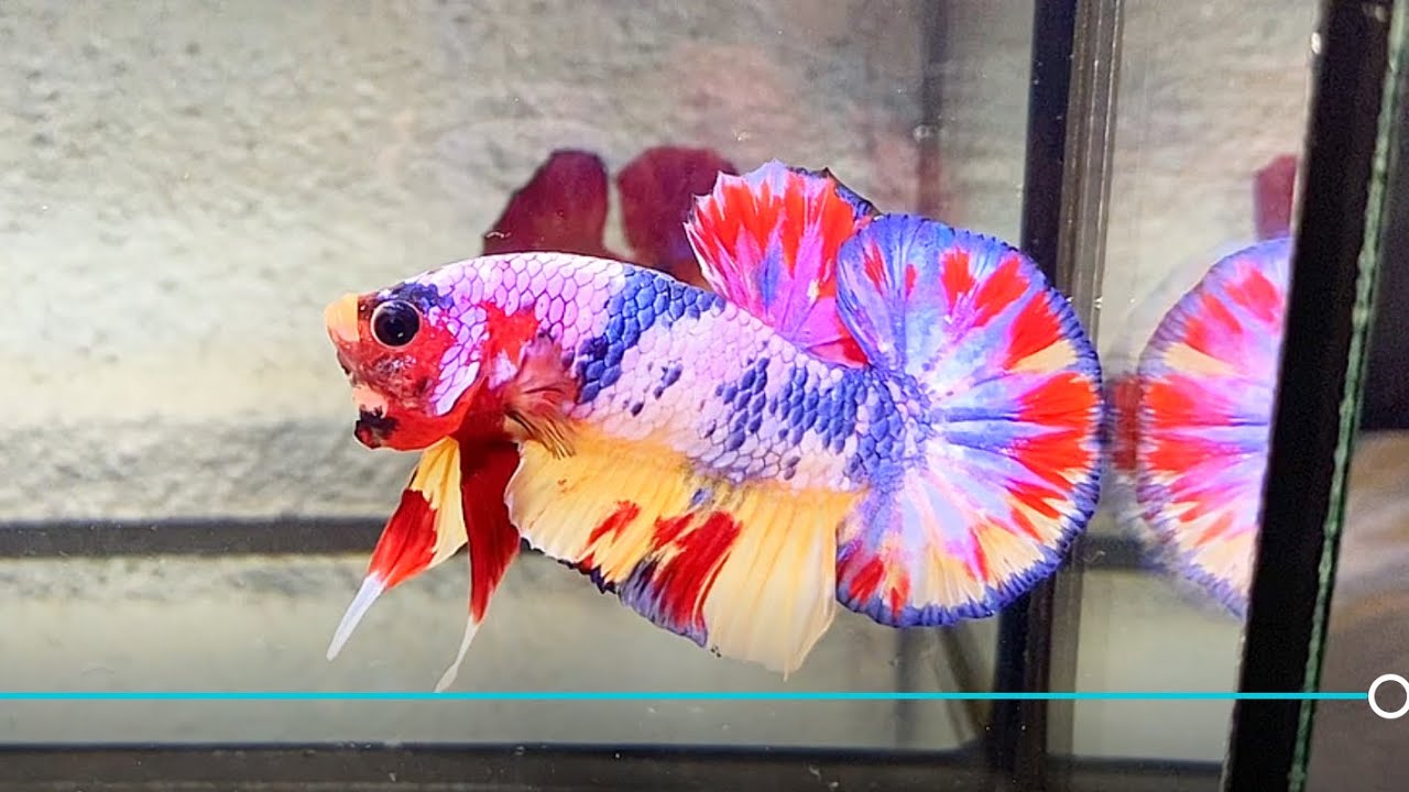 🔥🔥🔥 Đợt Cá Mới,19/10/2025,Koi Nemo galaxy,koi multi ,koi metallic,pccp,KM 1 tặng 1,fee ship.