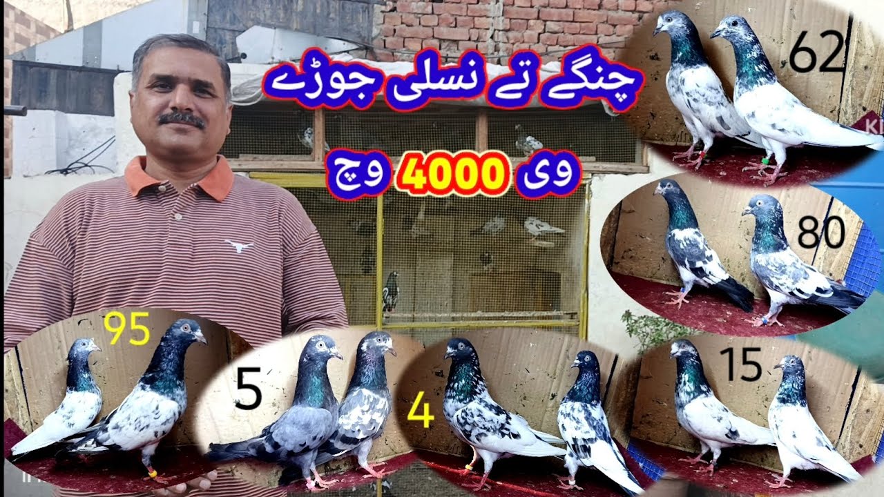 نسلی جوڑوں کا شوق کریں اور مرضی کے جوڑے منگوائیں