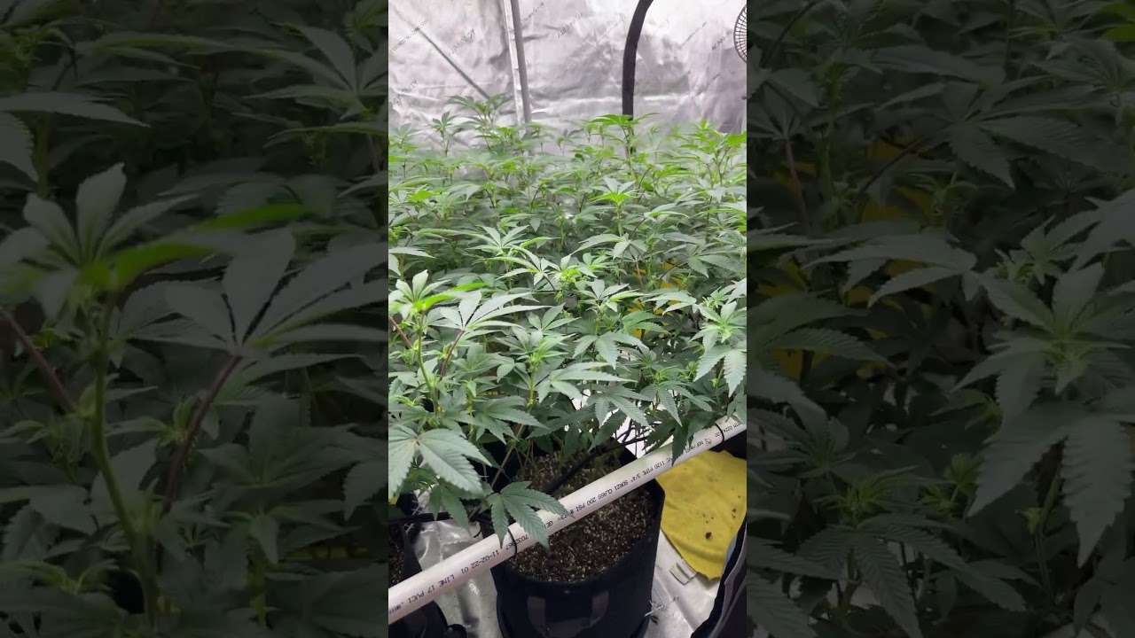 Carbon Fiber - Purple city genetics