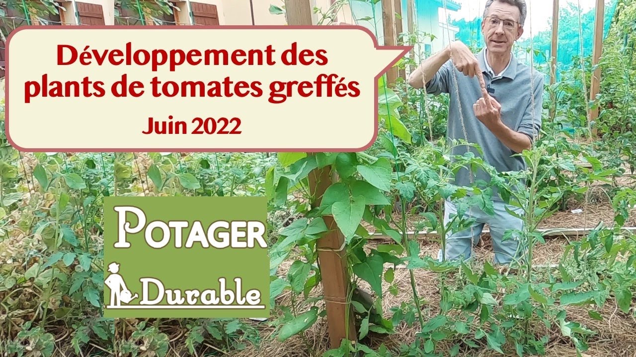 Développement des plants de tomates greffés Juin 2022