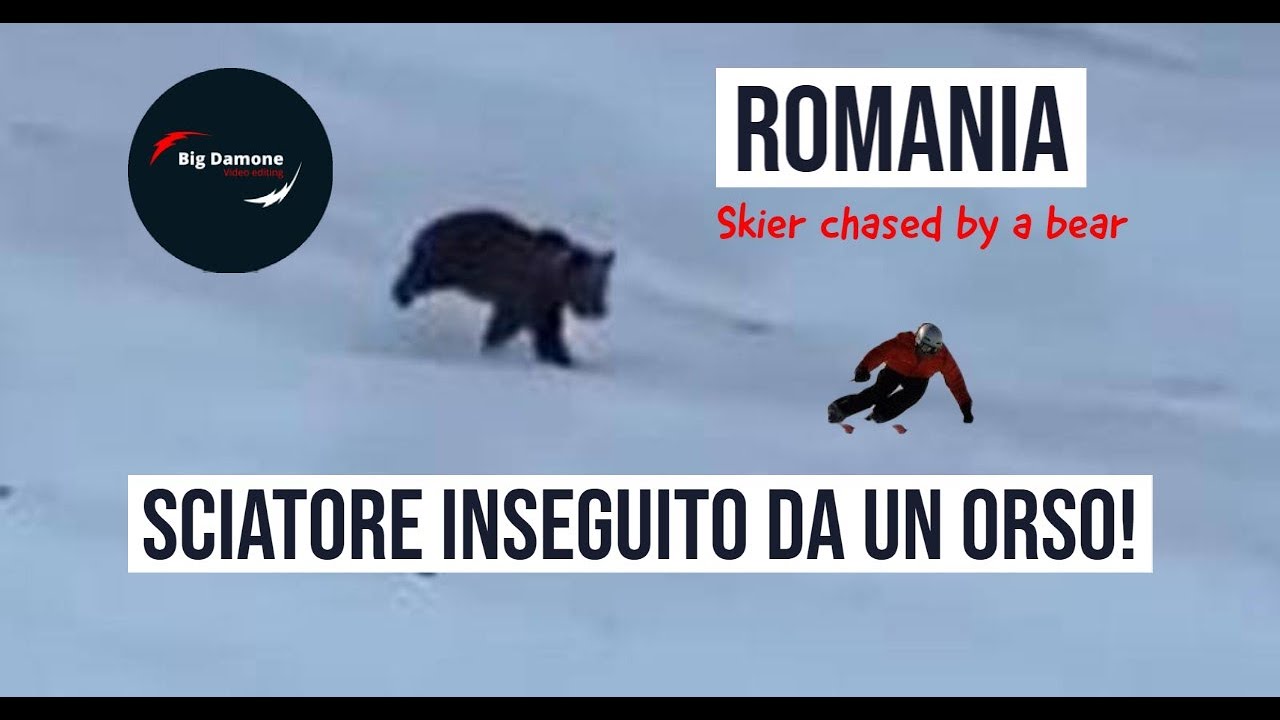 📢 Romania: orso insegue sciatore sulla pista. Bear chases skier!