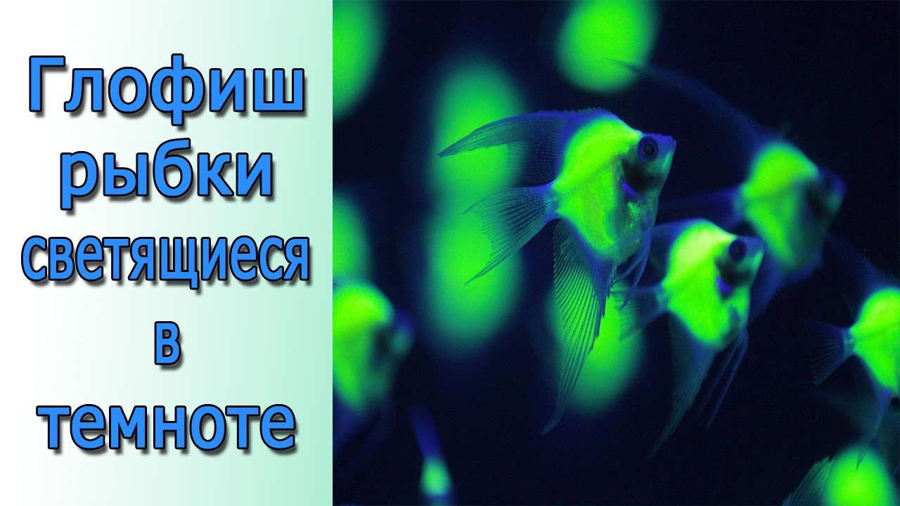 Рыбки светятся ночью??? GloFish рыбки светящиеся в темноте