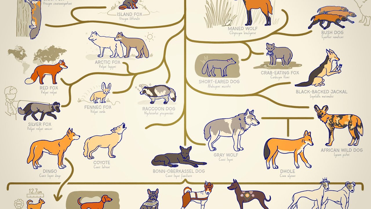 A origem dos cachorros (e os mais famosos) | Minuto da Terra