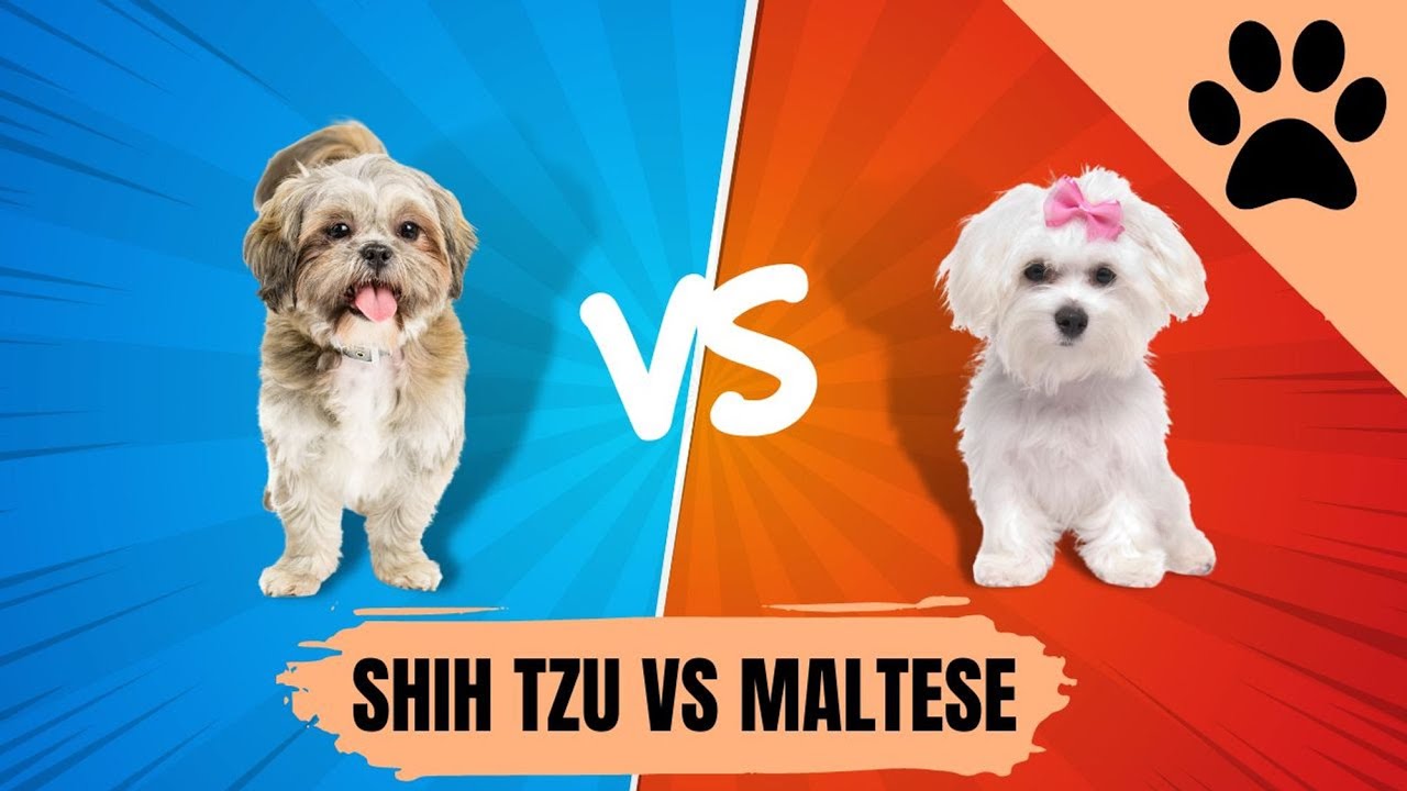 Shih Tzu vs Maltese - ¿Qué perro es mejor para ti?