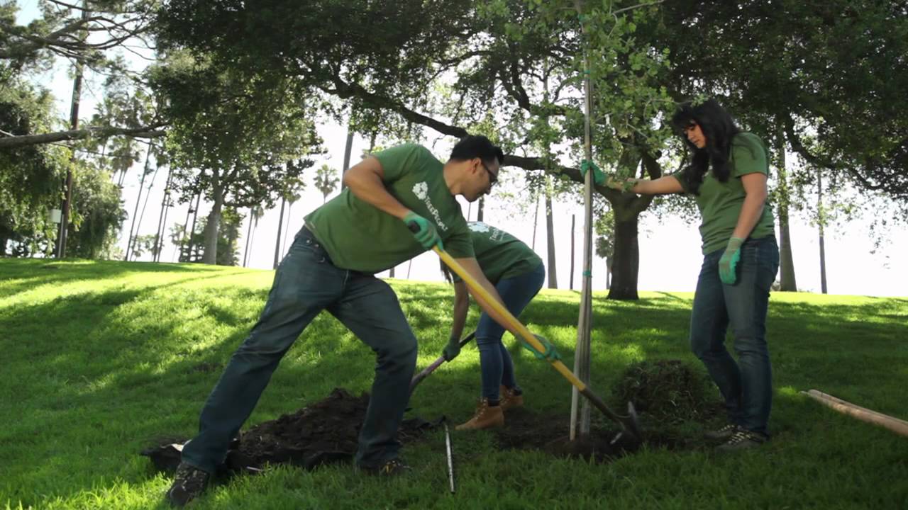 TreePeople - Cómo Plantar un Árbol