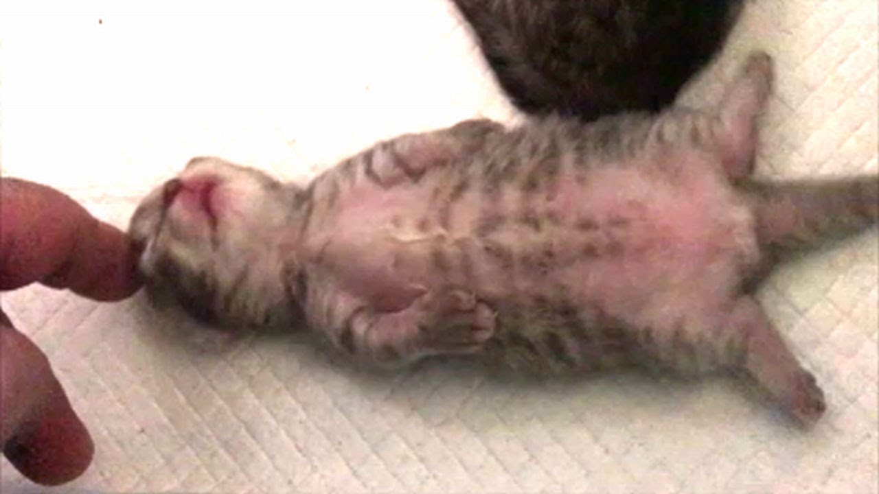 【かわいい子猫】お～い！生きてるか～ｗｗいつも仰向けで寝てる子猫がとっても可愛い動画産まれて８日がたちました❤❤生まれて8日目 The state of today's baby kitten