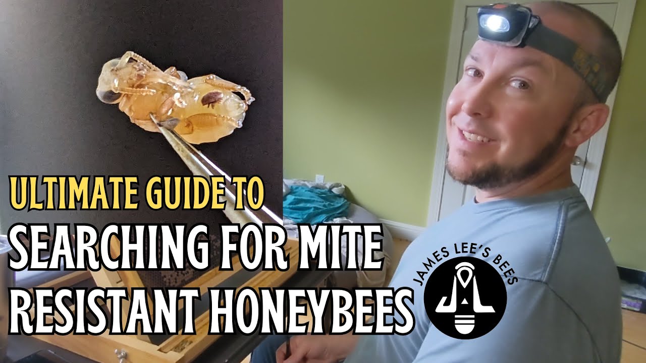 Harbo Assay Demystified: Expert Insights and Finding Mite Resistance with Cory Stevens