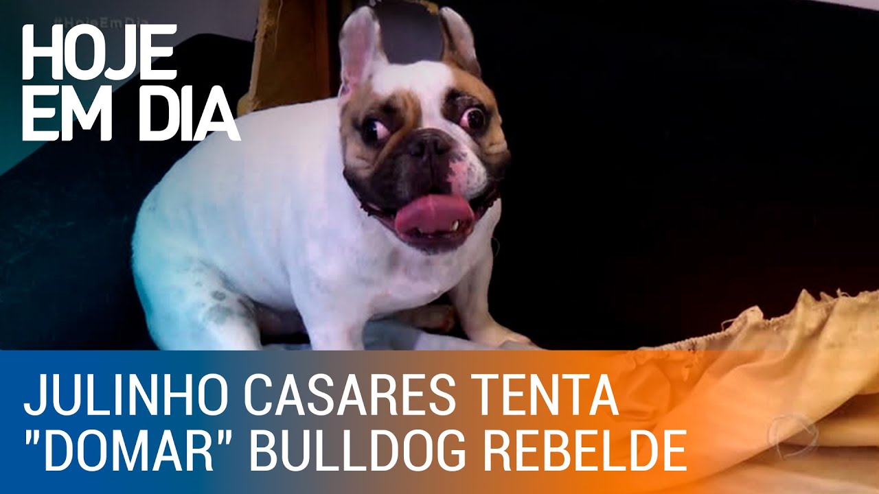 Julinho Casares ajuda donos de bulldog francês rebelde