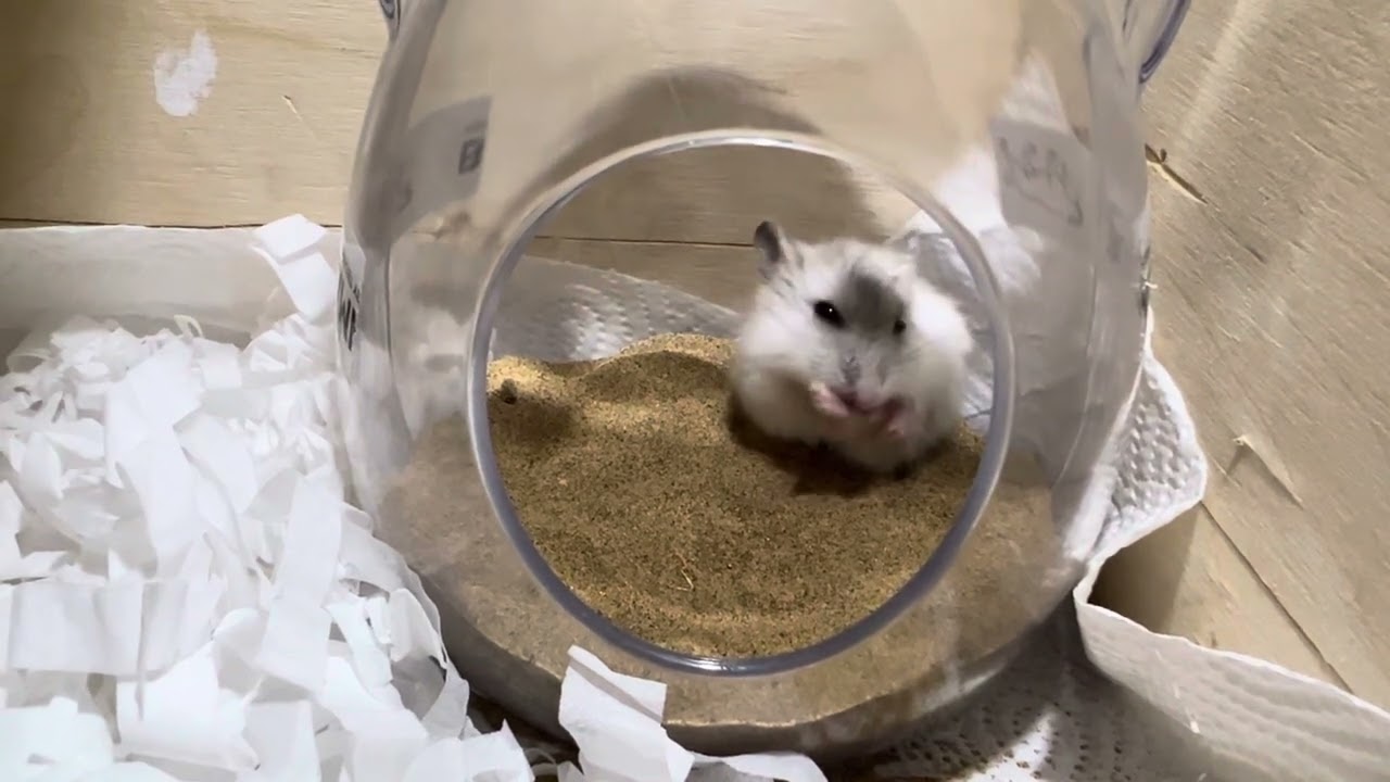 Cute hamster