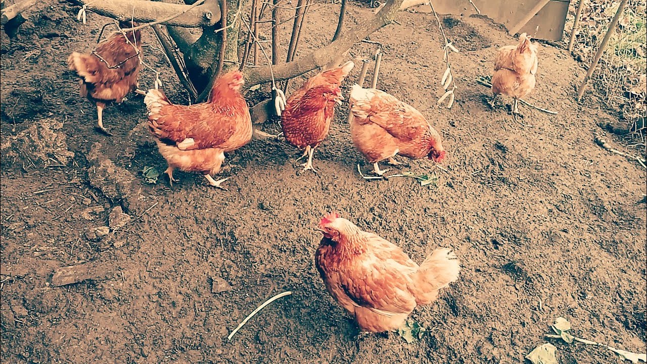 zelené krmení pro slepice v zimě 🐔