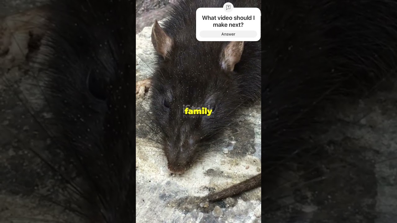 Why NYC Rats Rule the City! #NYCRats #UrbanWildlife #NYCFacts #RodentLife #HiddenNYC