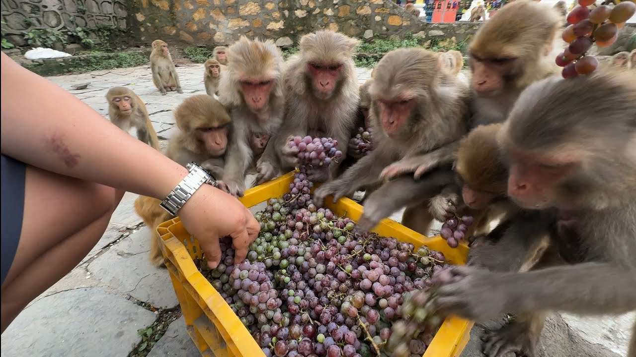 Feeding organic wild Grapes and rose apple to my monkey Friends and helping poor street dogs