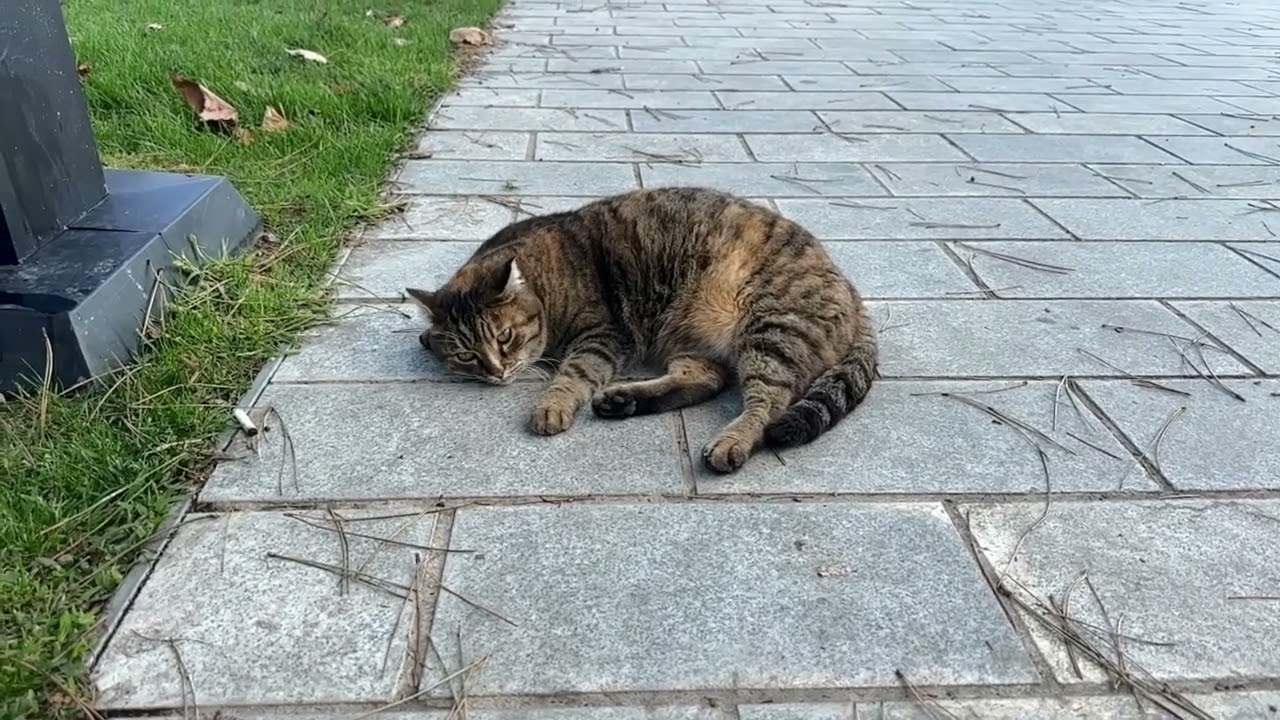 Istanbul Cat Shows Off by the Bosphorus! Boğaz Manzarasında Şov Yapan İstanbul Kedisi!