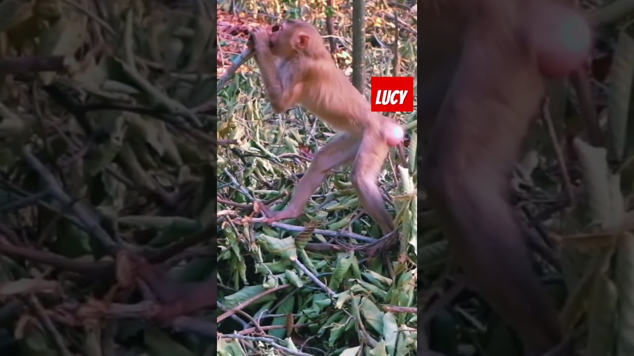 #pongo #monkey #newbornbaby #babyanimal #animals #baby #cute #newborn #babymonkey #rebornbaby