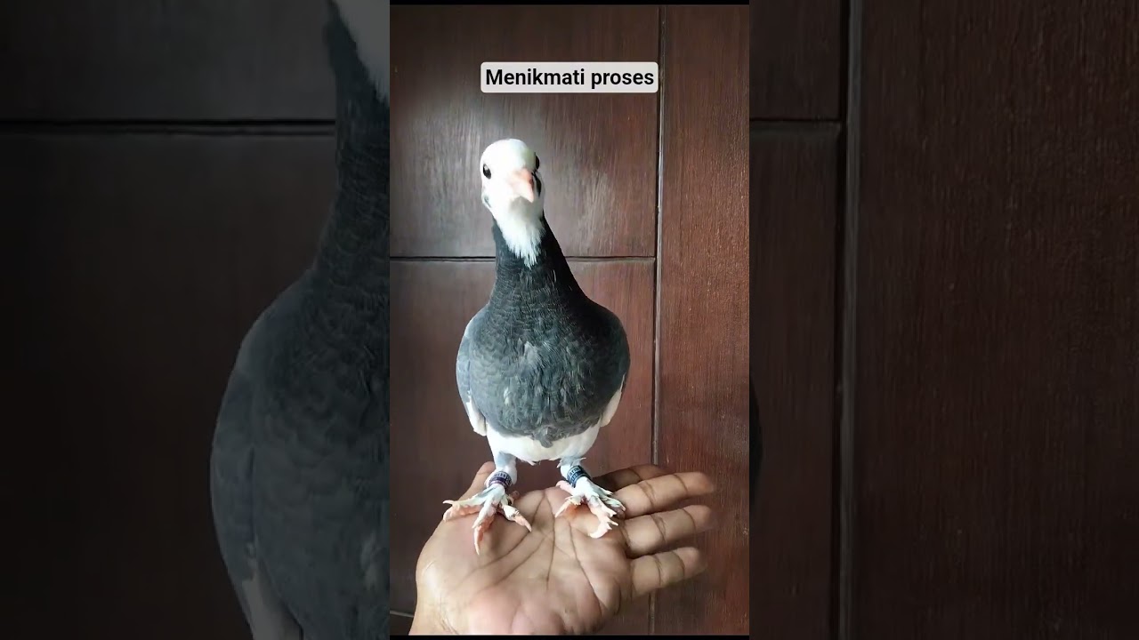 Anakan merpati kolong blontang jembros